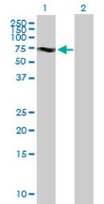 KIF19 Antibody in Western Blot (WB)