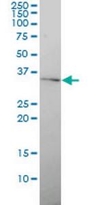 GJB4 Antibody in Western Blot (WB)