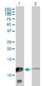 MTPN Antibody in Western Blot (WB)