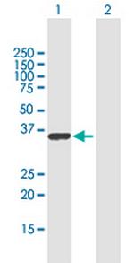 RALYL Antibody in Western Blot (WB)