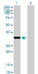 NEK7 Antibody in Western Blot (WB)