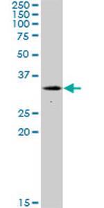 NEK7 Antibody in Western Blot (WB)