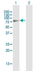 SFRS12 Antibody in Western Blot (WB)