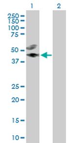 CREB3L4 Antibody in Western Blot (WB)