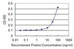 HFE2 Antibody in ELISA (ELISA)