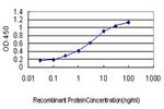 GDF7 Antibody in ELISA (ELISA)