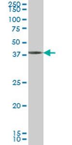 GDF7 Antibody in Western Blot (WB)