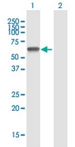 IRX2 Antibody in Western Blot (WB)