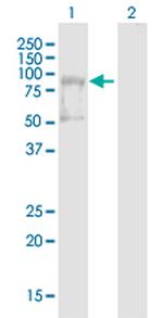 AMOT Antibody in Western Blot (WB)