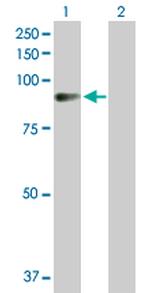 AMOT Antibody in Western Blot (WB)