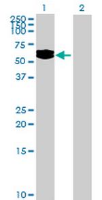 LOC200383 Antibody in Western Blot (WB)