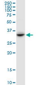 PRR6 Antibody in Western Blot (WB)