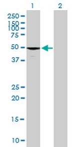 EFHA1 Antibody in Western Blot (WB)