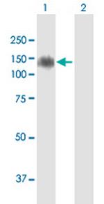 MDGA1 Antibody in Western Blot (WB)