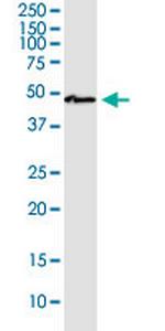 SLC9A9 Antibody in Western Blot (WB)