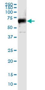 ILDR1 Antibody in Western Blot (WB)