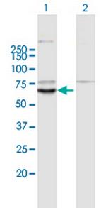 KLHL10 Antibody in Western Blot (WB)