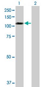 SNX19 Antibody in Western Blot (WB)