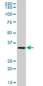 ANXA8 Antibody in Western Blot (WB)