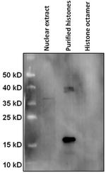 HIST1H2BN Antibody in Western Blot (WB)