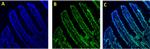 Rabbit IgG (H+L) Highly Cross-Adsorbed Secondary Antibody in Immunocytochemistry (ICC/IF)