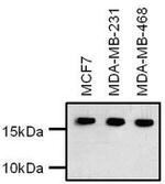 H3K27ac Antibody in Western Blot (WB)