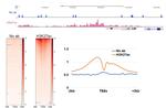 H3K27ac Antibody in CUT&RUN (C&R)