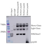 H3K36me3 Antibody