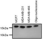 H3K4me1 Antibody in Western Blot (WB)