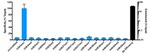 H3K4me1 Antibody in ChIP Assay (ChIP)