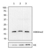 H3K4me2 Antibody in Western Blot (WB)