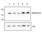 H3K4me3 Antibody in Western Blot (WB)