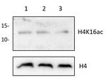 H4K16ac Antibody in Western Blot (WB)