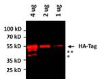 HA Tag Antibody in Western Blot (WB)