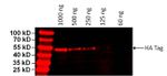 HA Tag Antibody in Western Blot (WB)