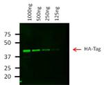 HA Tag Antibody in Western Blot (WB)