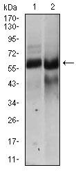 HAS2 Antibody in Western Blot (WB)