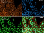 HDAC2 Antibody in Immunocytochemistry (ICC/IF)