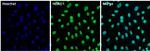 HDAC1 Antibody in Immunocytochemistry (ICC/IF)