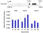 HDAC2 Antibody in ChIP Assay (ChIP)