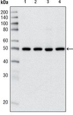 HDAC3 Antibody in Western Blot (WB)