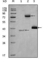 HDAC3 Antibody in Western Blot (WB)