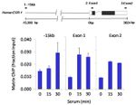 HDAC3 Antibody in ChIP Assay (ChIP)