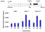 HDAC7 Antibody in ChIP Assay (ChIP)