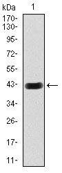 HEXA Antibody in Western Blot (WB)