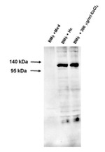 PKA alpha Antibody in Western Blot (WB)