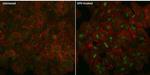 HIF1A Antibody in Immunocytochemistry (ICC/IF)