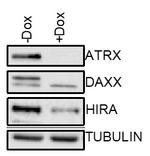 HIRA Antibody in Western Blot (WB)