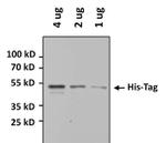 6x-His Tag Antibody in Western Blot (WB)