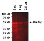 6x-His Tag Antibody in Western Blot (WB)